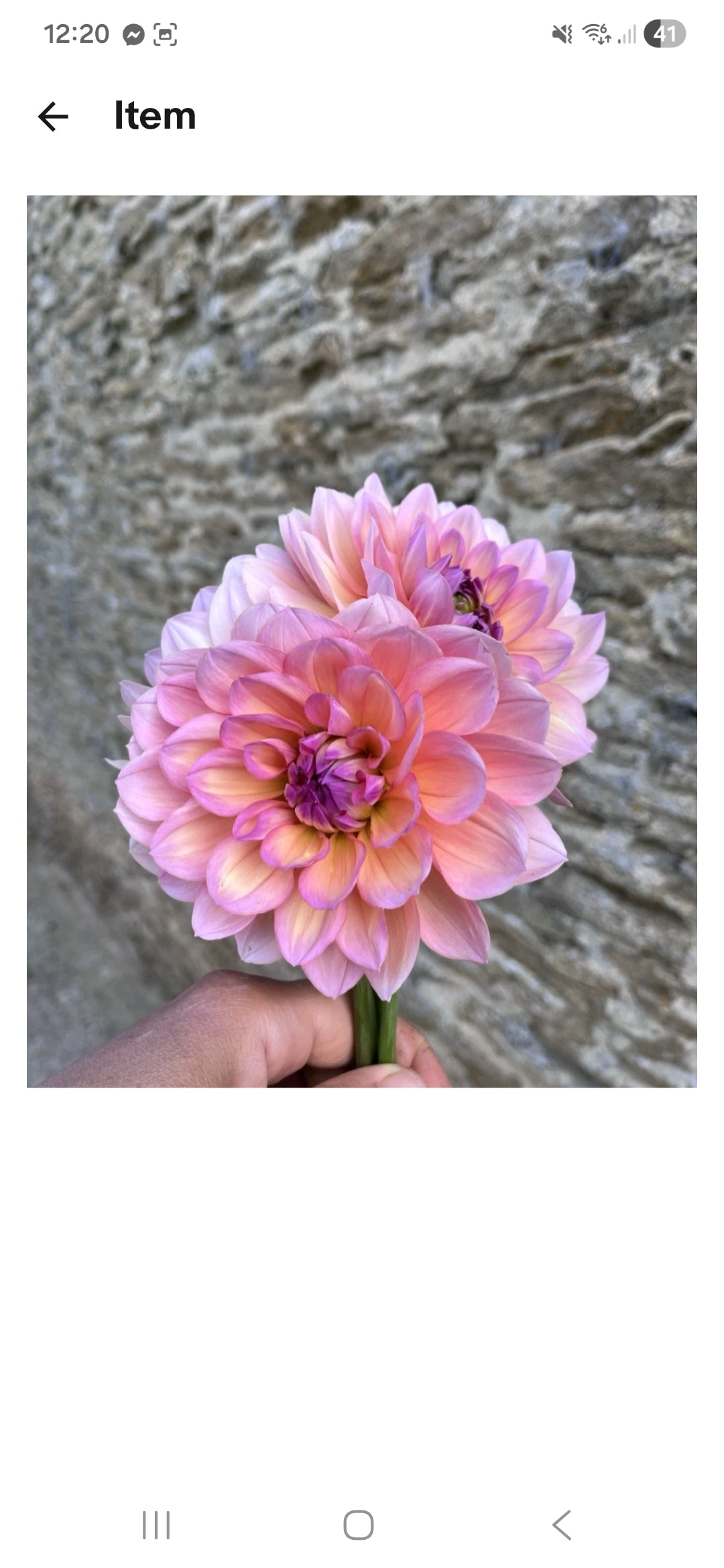 Hapet old charm cutting