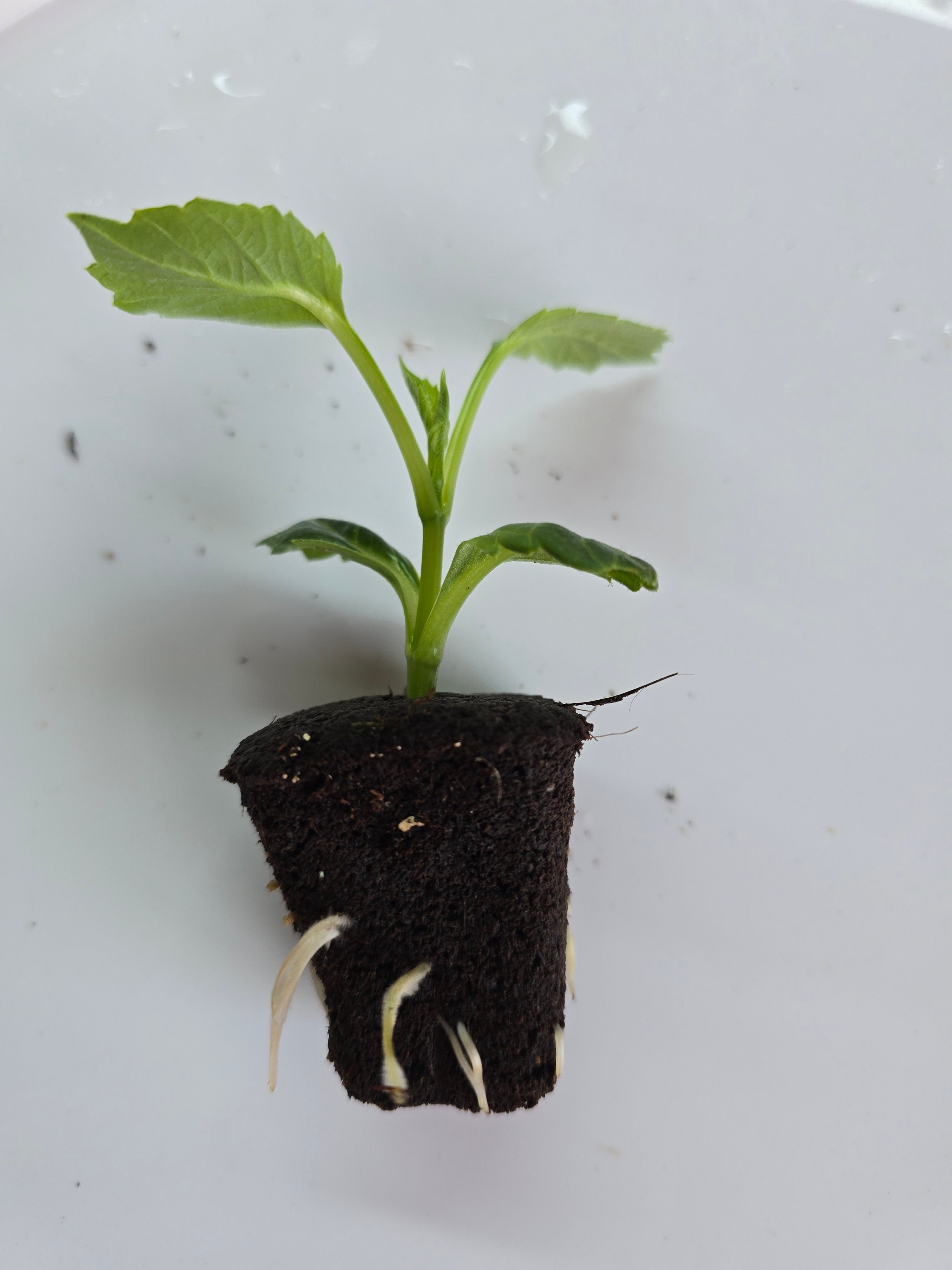 Hapet old charm cutting